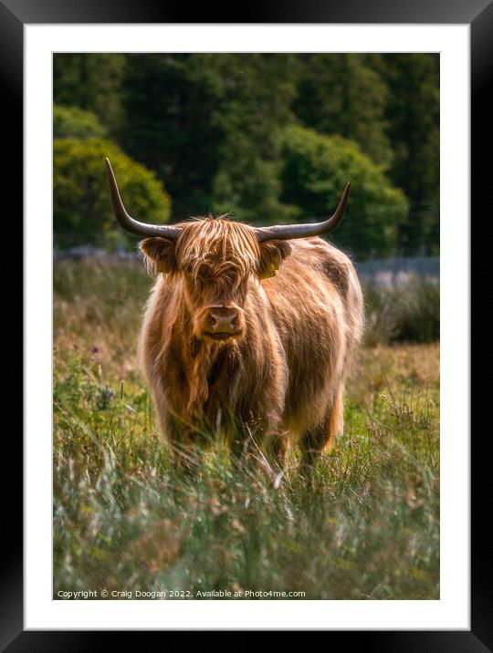 Scottish Highland Cow Framed Mounted Print by Craig Doogan