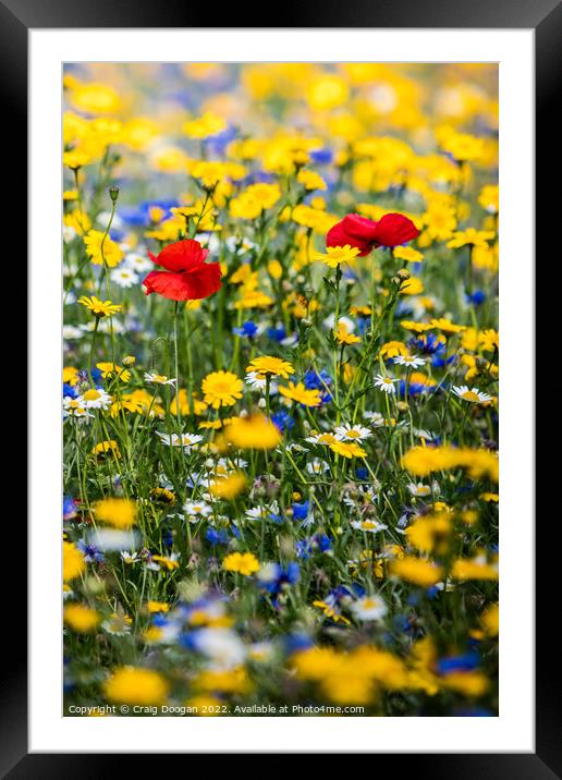 Dundee Wildflower Meadow  Framed Mounted Print by Craig Doogan