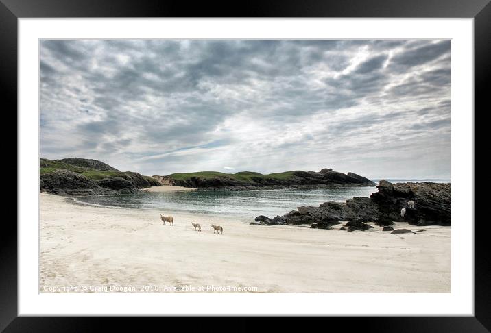 Sheep on the Beach - Clachtoll Scotland Framed Mounted Print by Craig Doogan