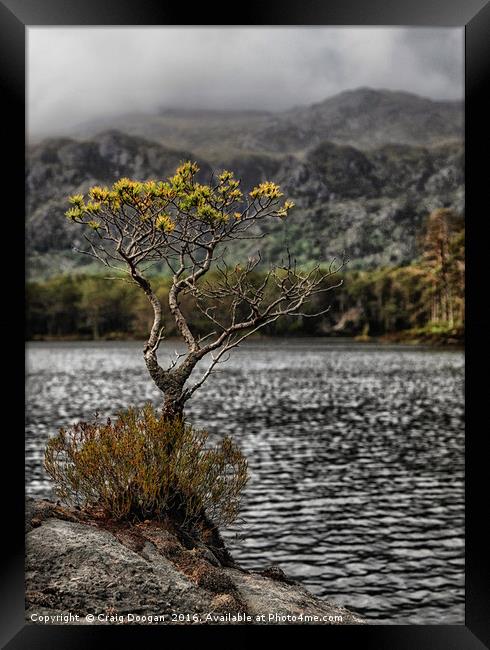 The Lone Tree of Loch Maree Framed Print by Craig Doogan