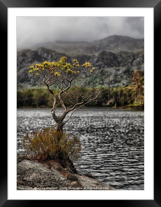 The Lone Tree of Loch Maree Framed Mounted Print by Craig Doogan