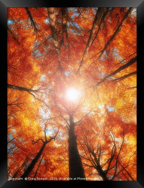 Golden Forest Framed Print by Craig Doogan