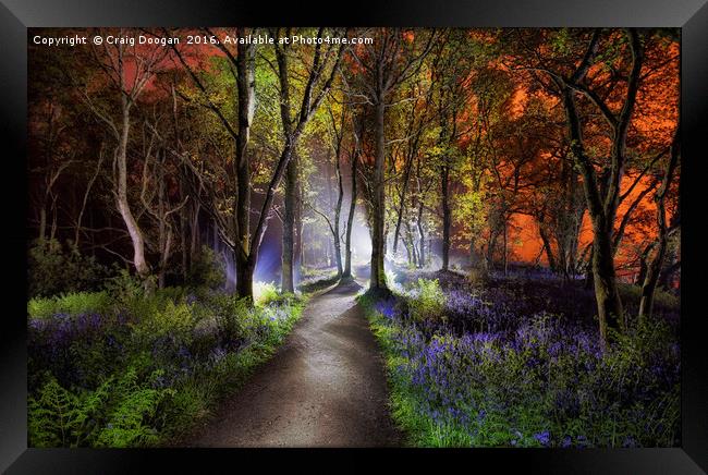 Bluebell Woods Framed Print by Craig Doogan