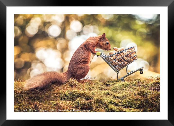 Shopping Red Squirrel Framed Mounted Print by Craig Doogan