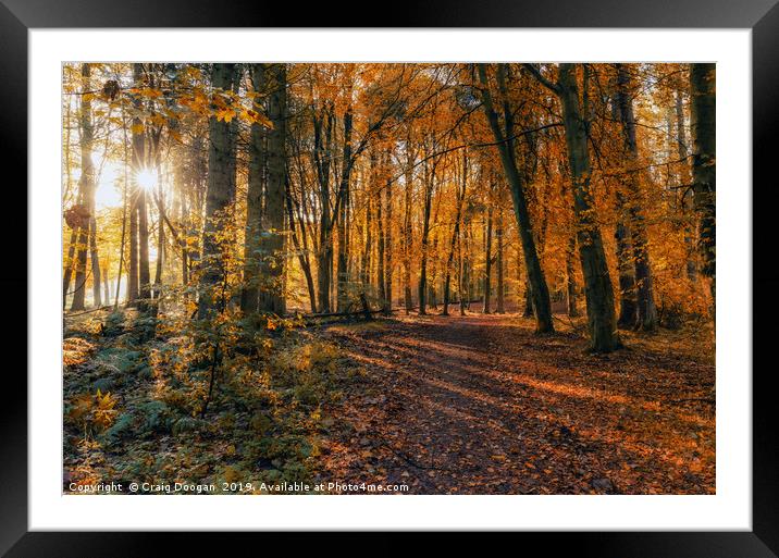 Golden Autumn Forest 2 Framed Mounted Print by Craig Doogan