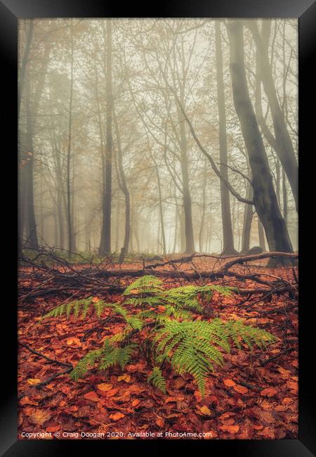 Foggy Forest Fern Framed Print by Craig Doogan