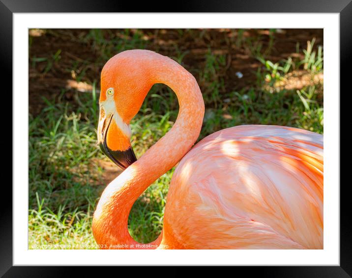 Close up shot of cute pink flamingo Framed Mounted Print by Chon Kit Leong