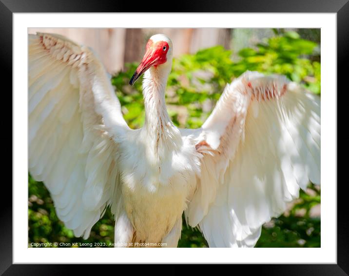 Close up shot of cute American white ibis open its wing Framed Mounted Print by Chon Kit Leong