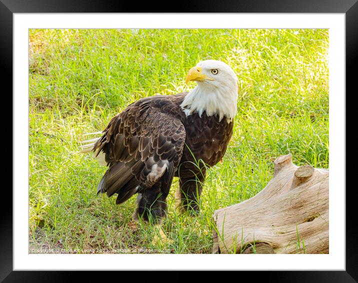 Close up shot of cute Bald eagle Framed Mounted Print by Chon Kit Leong