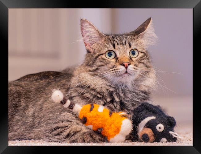 Close up shot of a cute young Maine Coon mixes with dolls Framed Print by Chon Kit Leong