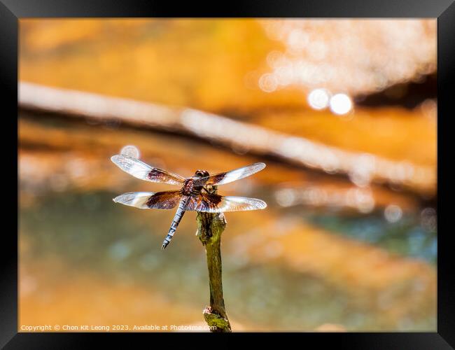 Close up shot of Dragonfly on ground Framed Print by Chon Kit Leong