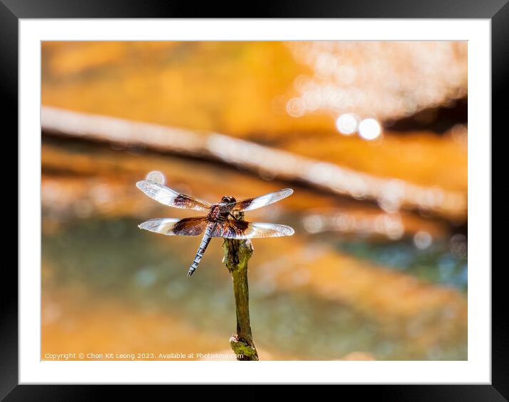 Close up shot of Dragonfly on ground Framed Mounted Print by Chon Kit Leong