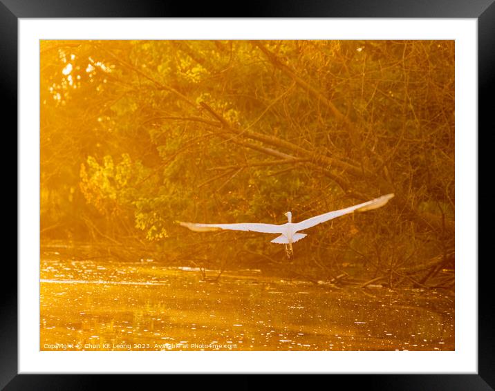Close up shot of Great egret flying in Lake Overholser Framed Mounted Print by Chon Kit Leong