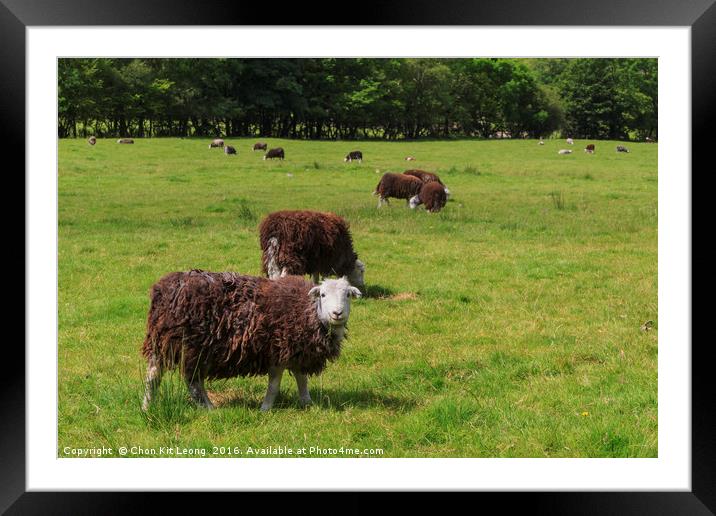 The great relax area - Lake District National Park Framed Mounted Print by Chon Kit Leong