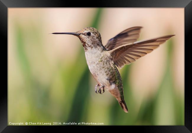 Cute humming bird Framed Print by Chon Kit Leong