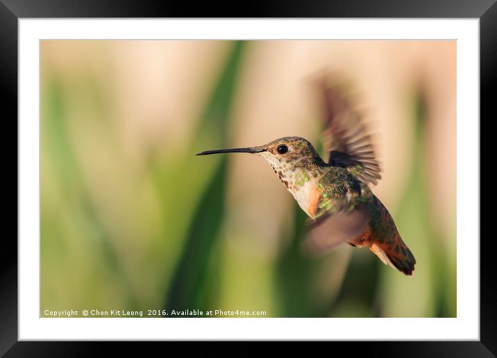 Cute humming bird Framed Mounted Print by Chon Kit Leong