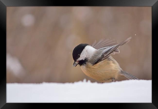 Chickadee Dining In The Snow Framed Print by Jerome Cosyn