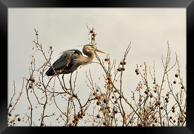 Ruminating Heron Framed Print by Jerome Cosyn