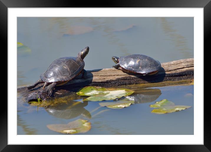 Torpid Turtles Framed Mounted Print by Jerome Cosyn