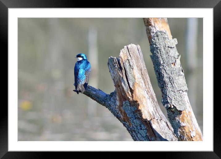 Tree Swallow Framed Mounted Print by Jerome Cosyn