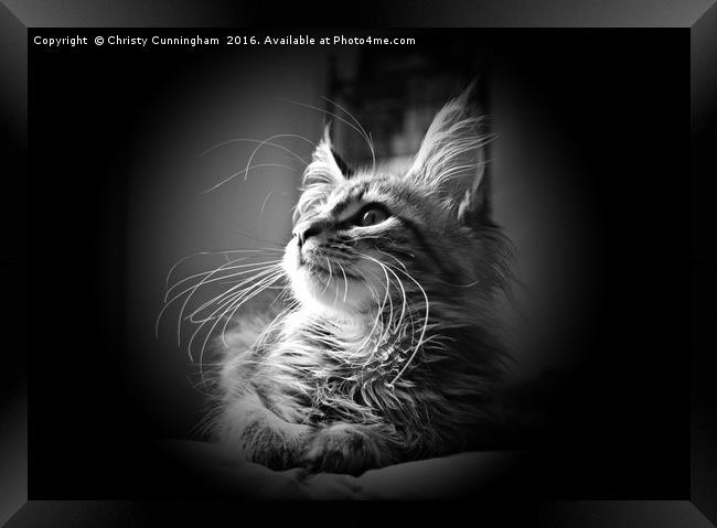More Whiskers Than Kitten Framed Print by Christy Cunningham