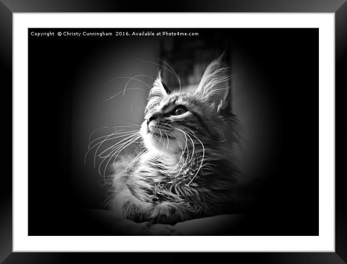 More Whiskers Than Kitten Framed Mounted Print by Christy Cunningham