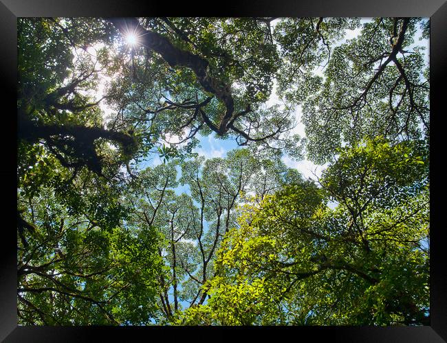 Rainforest Canopy Framed Print by Peter Walmsley