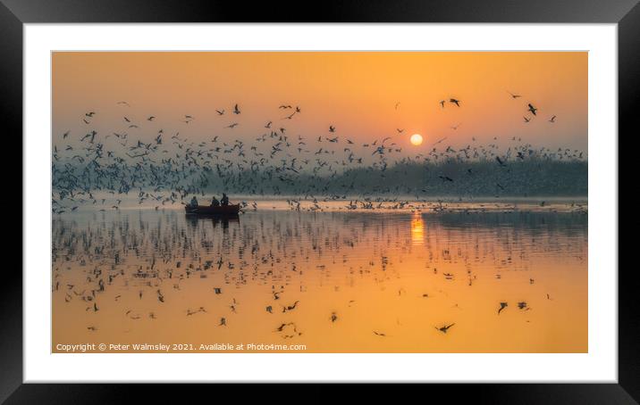 Dawn Chorus Framed Mounted Print by Peter Walmsley