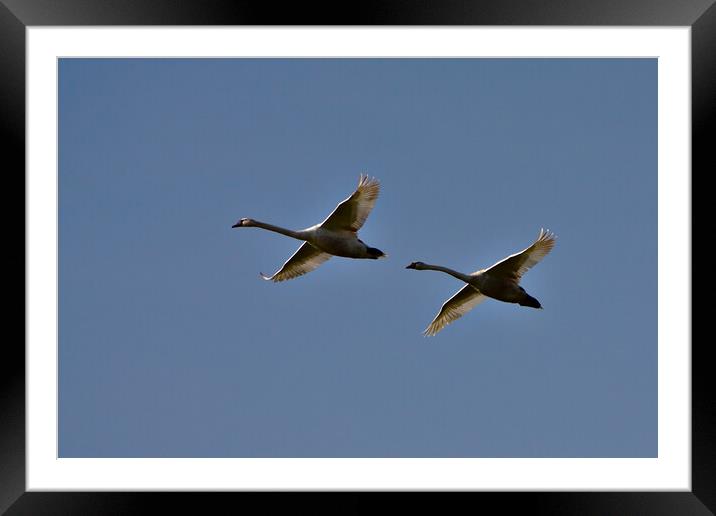 Swans in Flight - a Flypast Framed Mounted Print by Jeremy Hayden