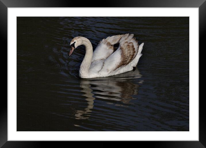 Young Mute Swan Framed Mounted Print by Jeremy Hayden