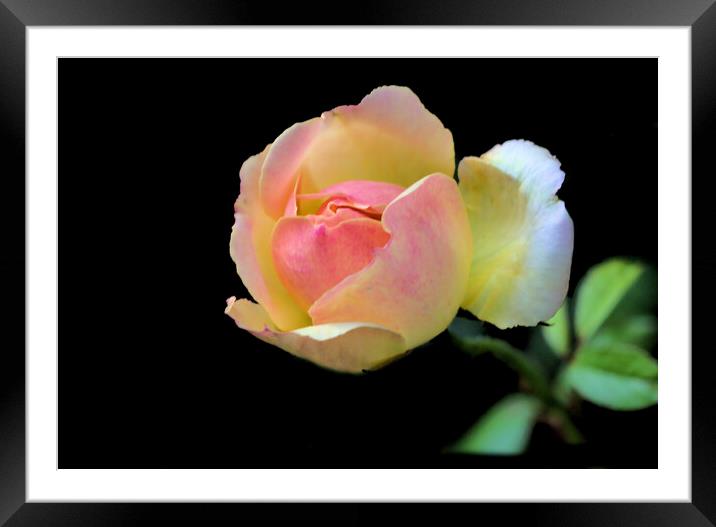 Pretty Pink and Yellow Rose on Black Framed Mounted Print by Jeremy Hayden