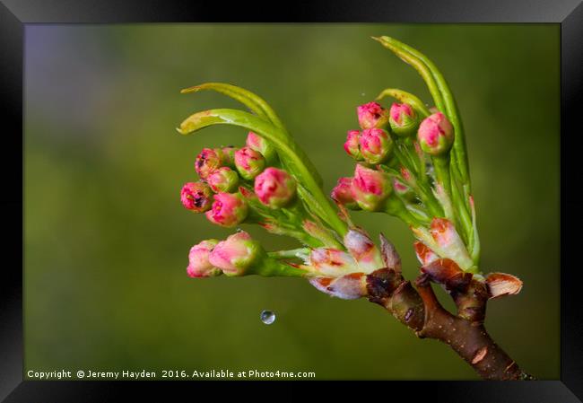 Cherry Blossoms and a Drop of Water Framed Print by Jeremy Hayden