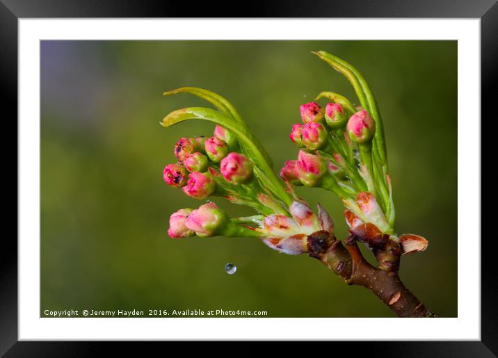 Cherry Blossoms and a Drop of Water Framed Mounted Print by Jeremy Hayden
