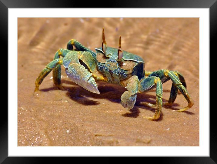Bazaruto Island Crab Framed Mounted Print by Jeremy Hayden