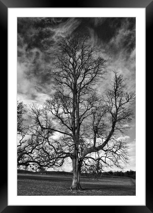 One Tree Under a Stormy Sky Framed Mounted Print by Jeremy Hayden