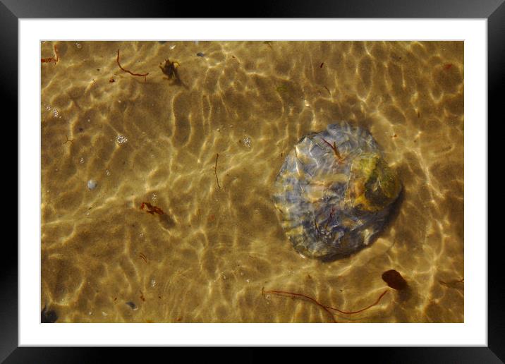 Seashell Sun and Sea Framed Mounted Print by Jeremy Hayden