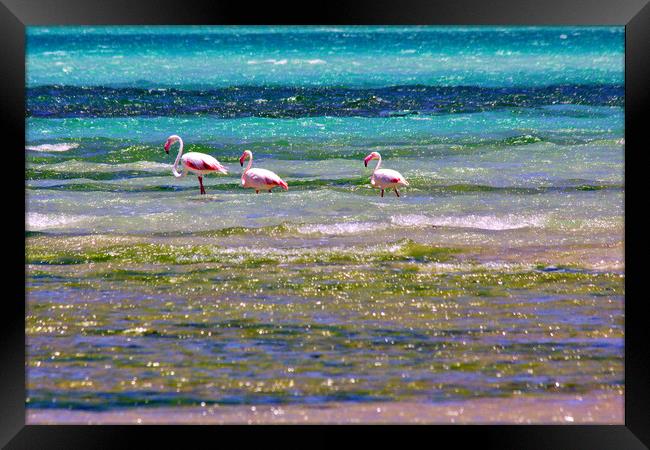 Magaruque Island Flamingos and Sea Colours Framed Print by Jeremy Hayden
