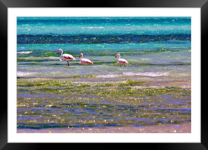 Magaruque Island Flamingos and Sea Colours Framed Mounted Print by Jeremy Hayden