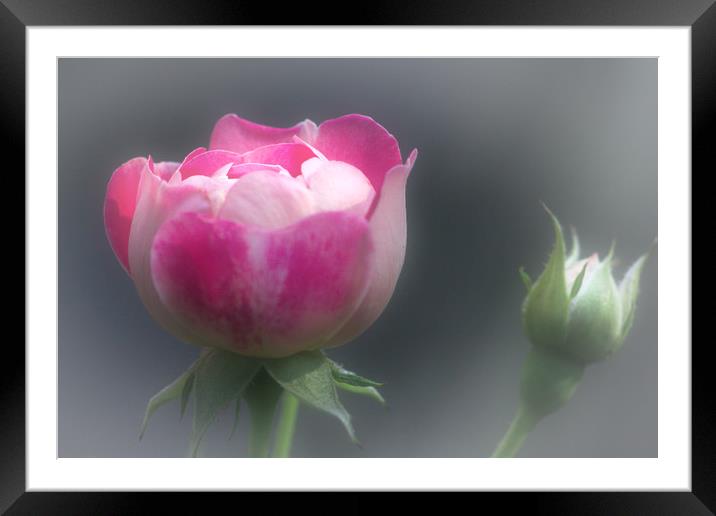 Pink Rose and Rosebud Framed Mounted Print by Jeremy Hayden