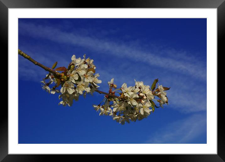 Sky Flowers Framed Mounted Print by Jeremy Hayden