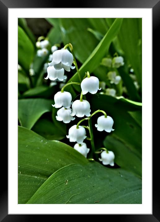 Lily of the Valley Framed Mounted Print by Jeremy Hayden