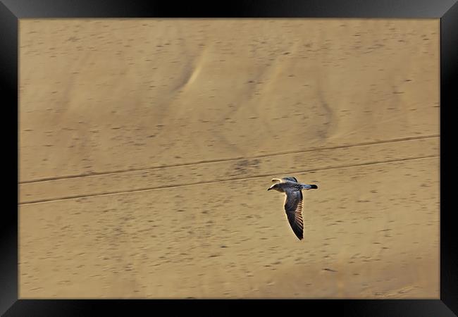 Seagull Flying Low over the Beach Framed Print by Jeremy Hayden