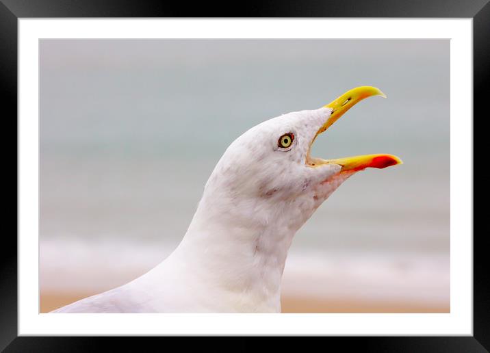 Hungry Seagull with an Open Beak Framed Mounted Print by Jeremy Hayden