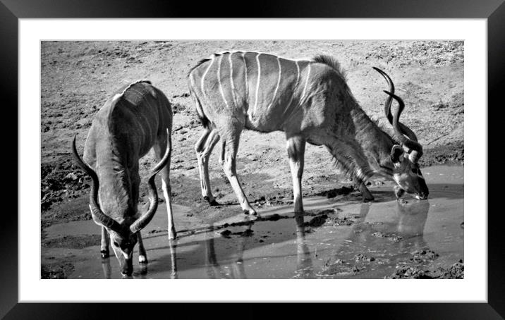 A Pair of Kudu Bulls Framed Mounted Print by Jeremy Hayden