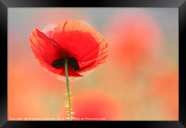 Red Poppy Dream Framed Print by Roeselien Raimond