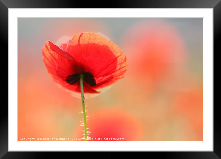Red Poppy Dream Framed Mounted Print by Roeselien Raimond