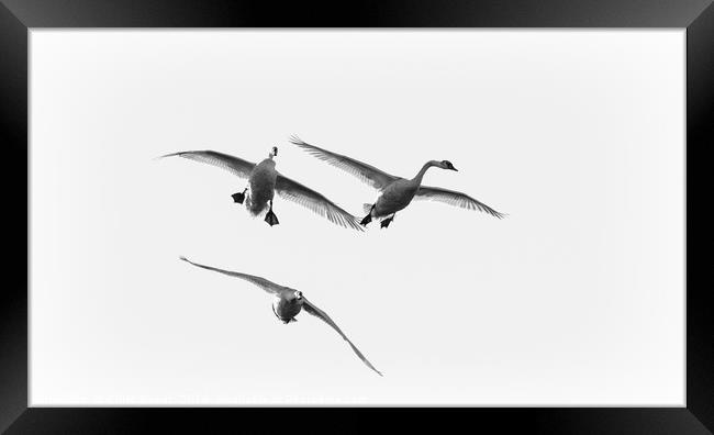 Swans in Flight Framed Print by Chris Sweet