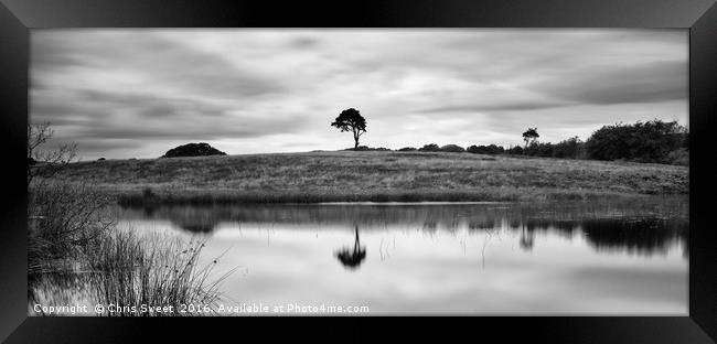 Reflected Tree Framed Print by Chris Sweet