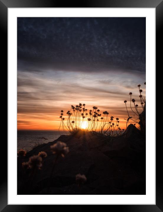 Sea Thrift Sunset Framed Mounted Print by Chris Sweet