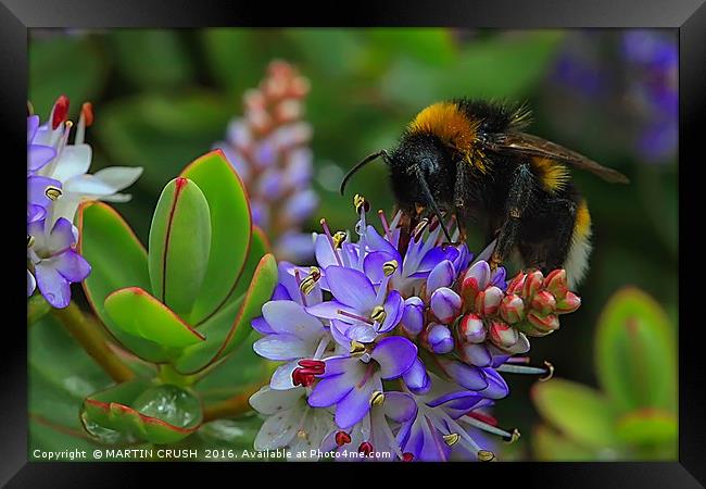The Importance of Beeing a Bee Framed Print by MARTIN CRUSH